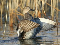 Gadwall